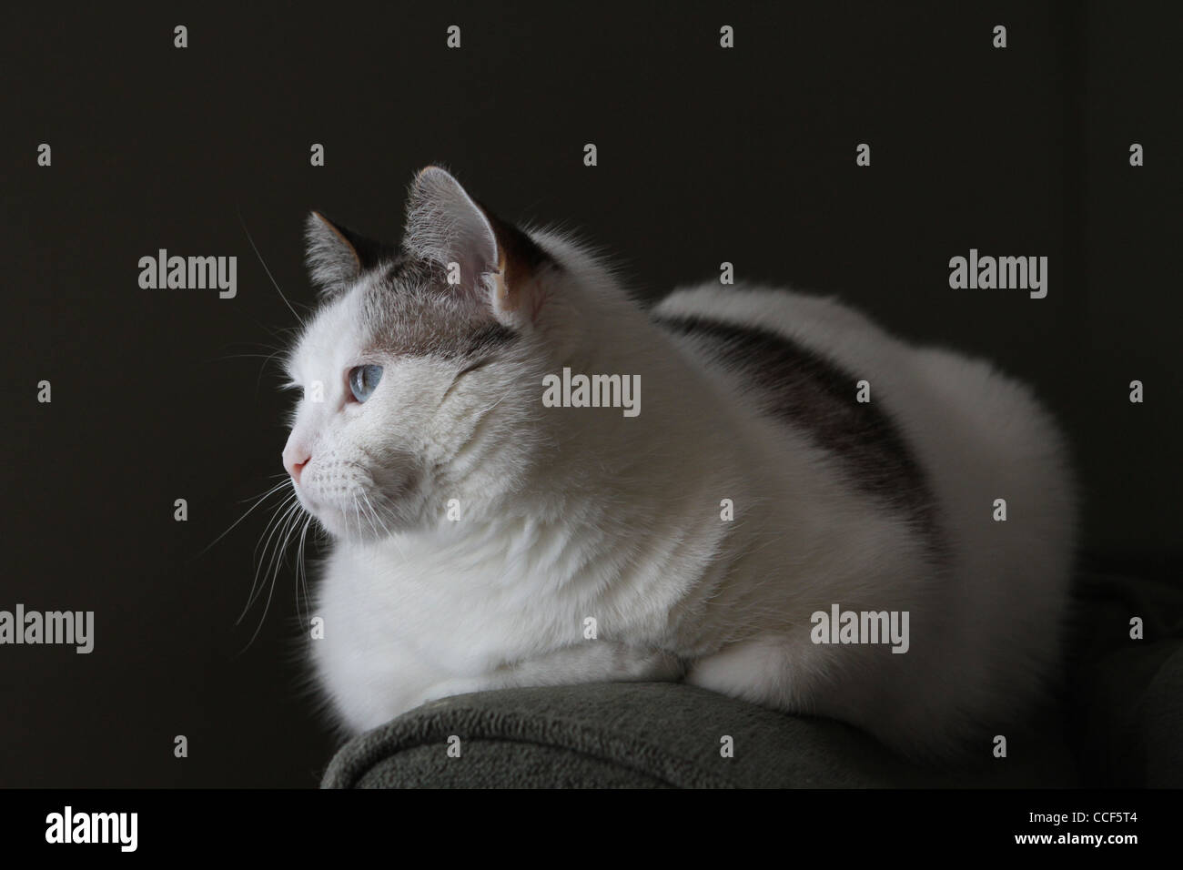 Un Beau Chat Blanc Avec Des Yeux Bleus Et Des Taches Brunes Photo Stock Alamy