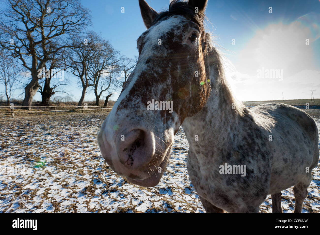 Le cheval dans le paddock. Horse stable dans Trzęsacz, Poméranie occidentale, Pologne. Banque D'Images
