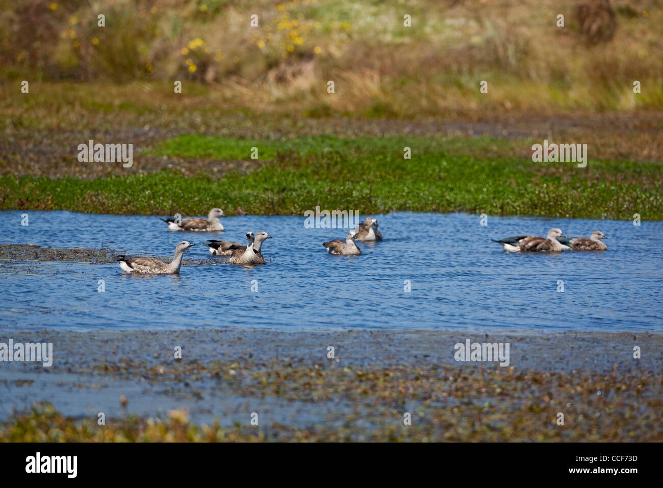 La Bernache à ailes bleues d'Abyssinie (Cyanochen cyanopterus). Piscine extérieure sur un troupeau. Novembre. Montagnes de balle. L'Éthiopie. Banque D'Images