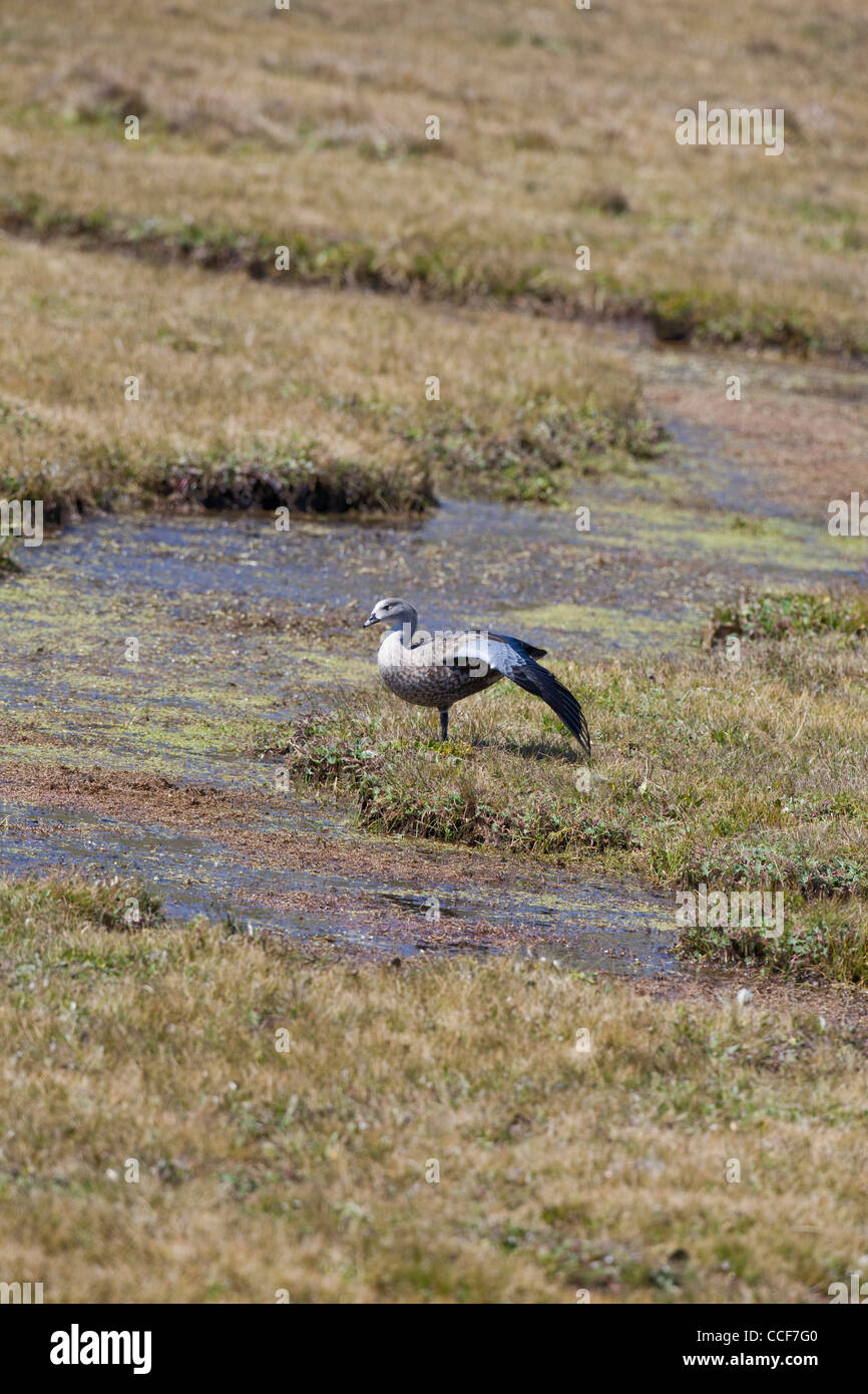 La Bernache à ailes bleues d'Abyssinie (Cyanochen cyanopterus). S'étendant d'aile révélant zone bleue. Aux côtés de la montagne couverte de balle. L'Éthiopie. Banque D'Images