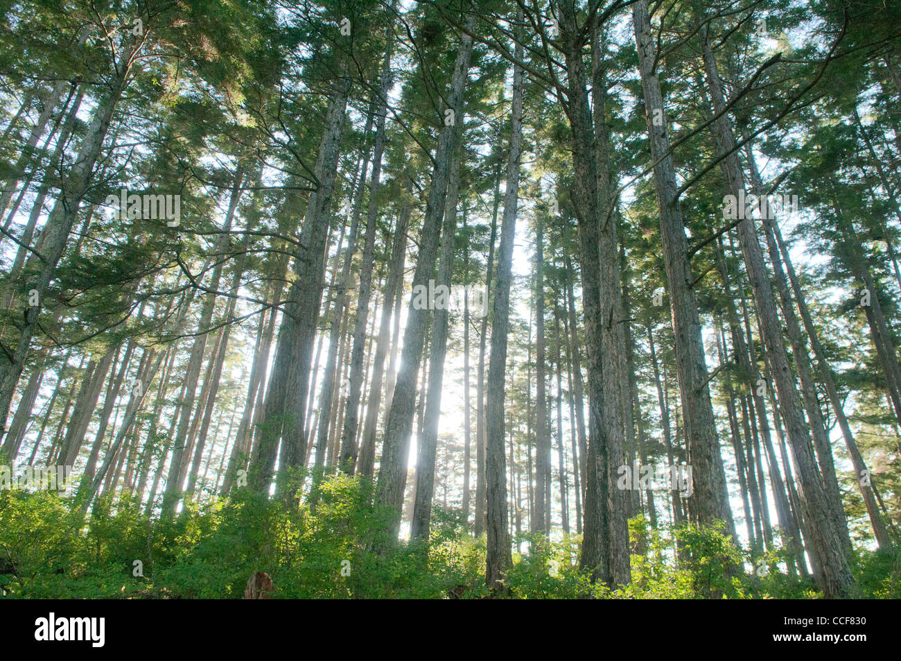 La forêt sur l'île de Bamdoroshni, Sitka, Alaska Banque D'Images