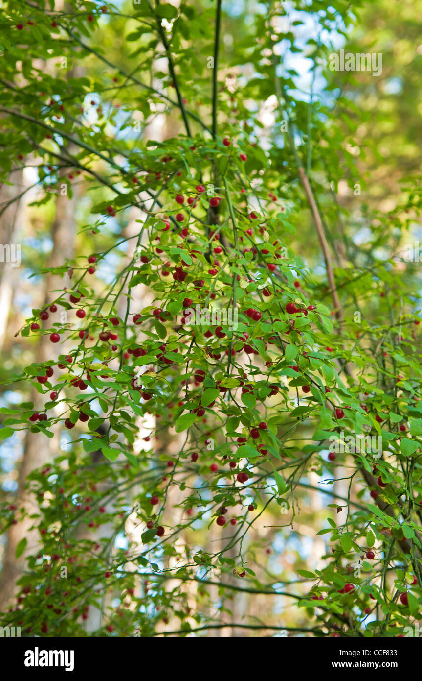 De plus en plus mûres de la ronce élégante de Sitka, Alaska Banque D'Images