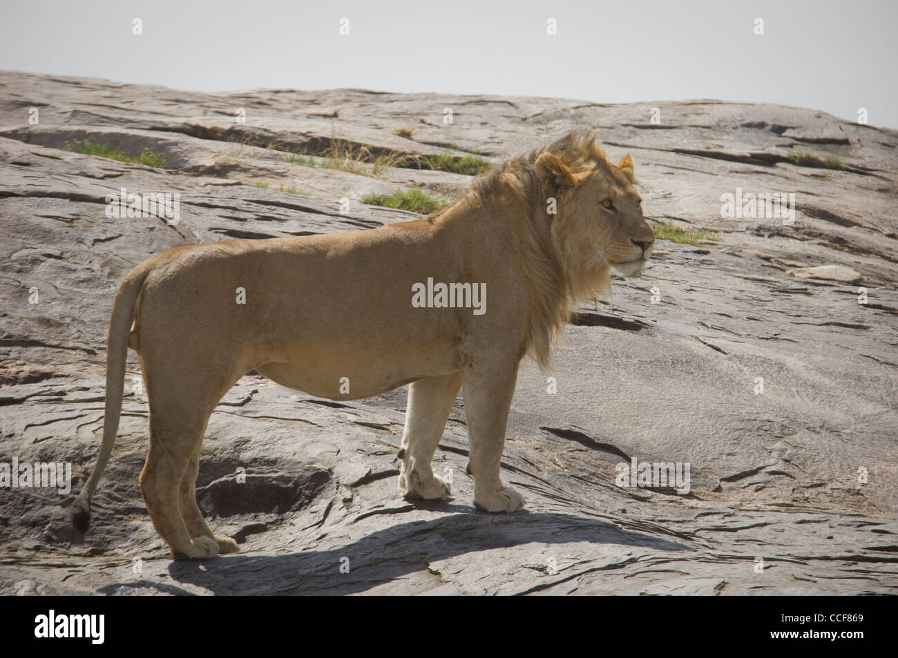 Sud Tanzanie Serengeti National Park-Lion article sur kopje ( Panthera leo) Banque D'Images