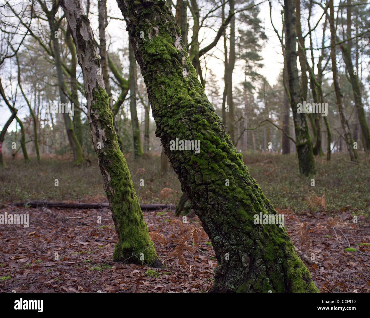 Arbres couverts de mousse. Sur forestiers Ranmore Common, Surrey Banque D'Images