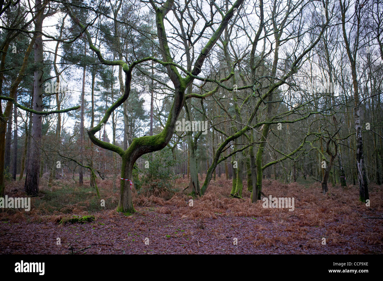 Arbres couverts de mousse. Sur forestiers Ranmore Common, Surrey Banque D'Images