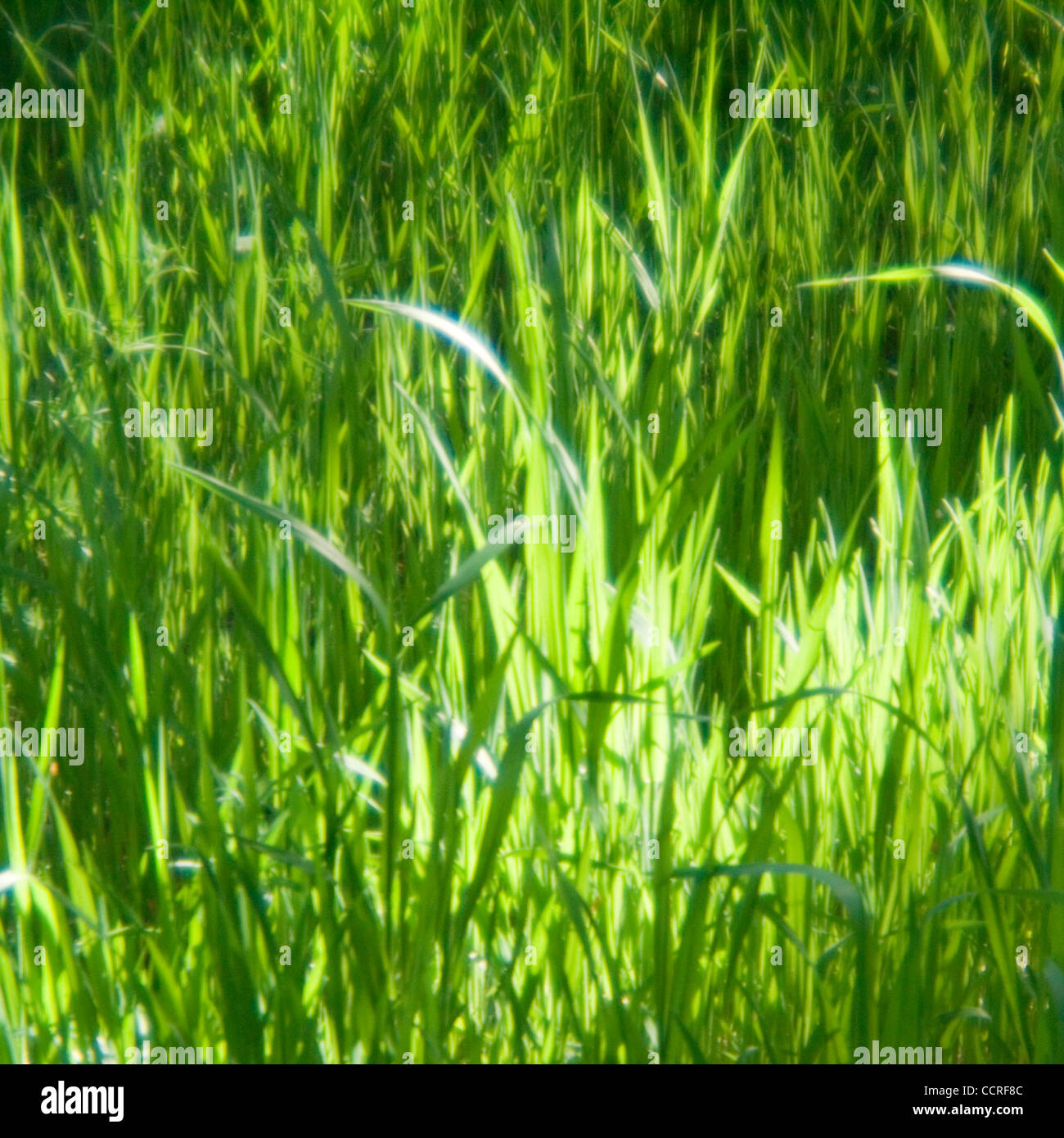 Los Osos, fabriquées main e l'herbe dans la réserve nationale Los Osos à Los Osos, Californie, États-Unis d'Amérique ©2009 David H. Wells / l'Image Works Banque D'Images