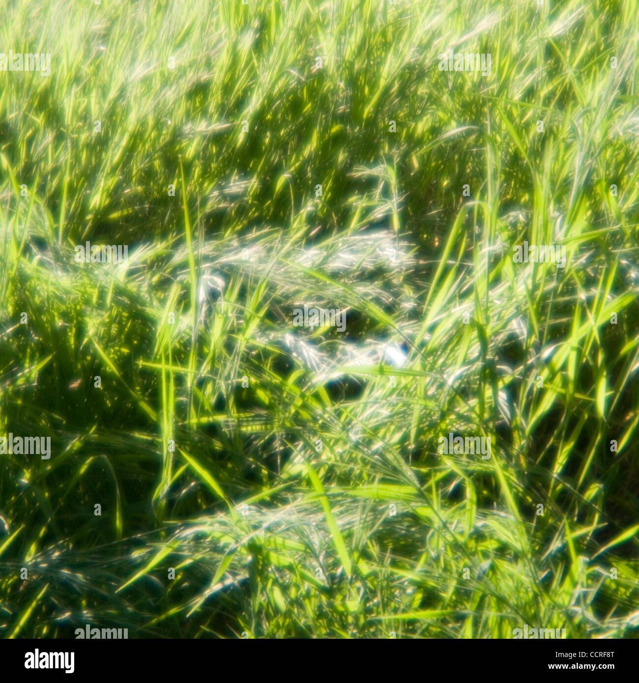 Los Osos, fabriquées main e l'herbe dans la réserve nationale Los Osos à Los Osos, Californie, États-Unis d'Amérique ©2009 David H. Wells / l'Image Works Banque D'Images