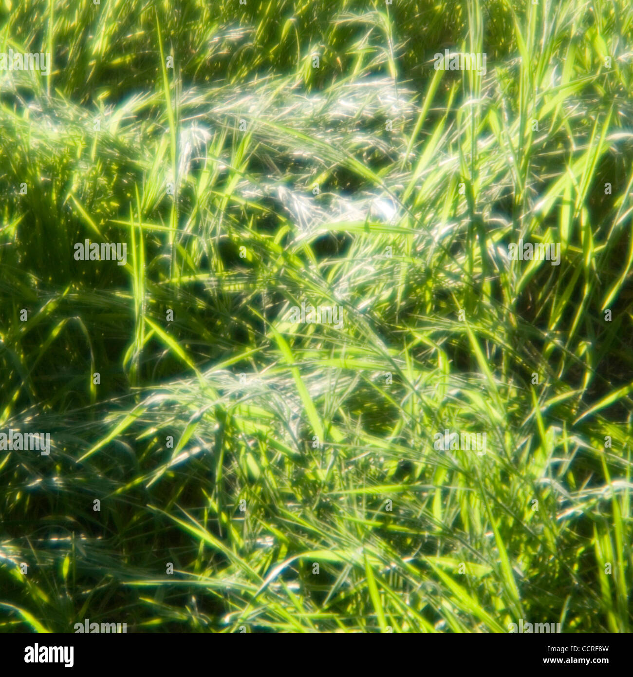 Los Osos, fabriquées main e l'herbe dans la réserve nationale Los Osos à Los Osos, Californie, États-Unis d'Amérique ©2009 David H. Wells / l'Image Works Banque D'Images