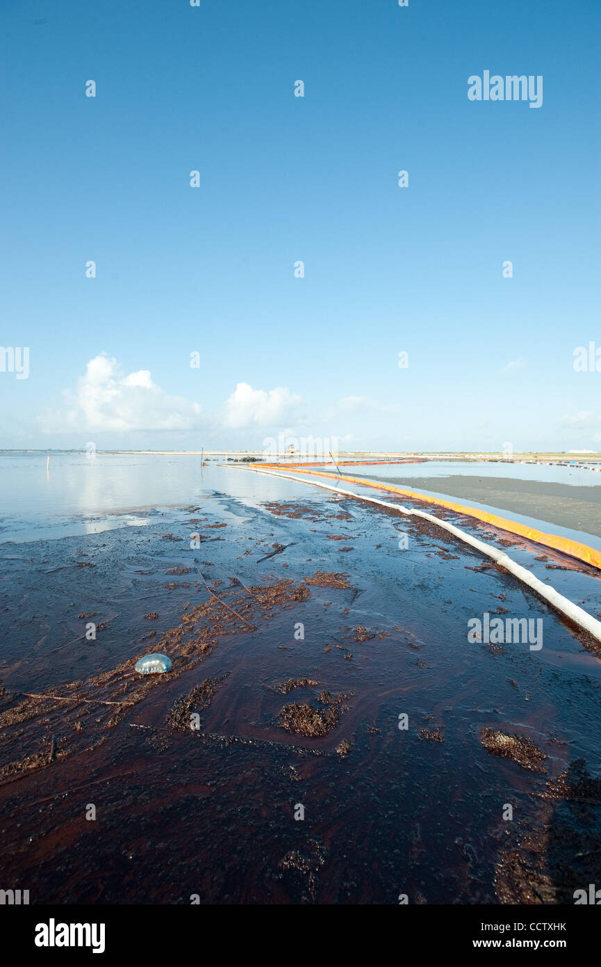 Man O' war bloqué dans le pétrole brut sur la plage près de Port Fourchon, en Louisiane. Banque D'Images