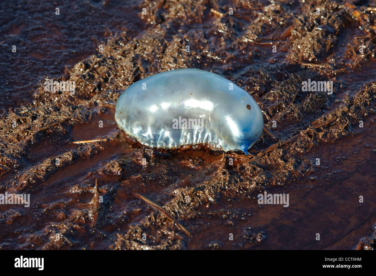 Man O' war bloqué dans le pétrole brut sur la plage près de Port Fourchon, en Louisiane. Banque D'Images