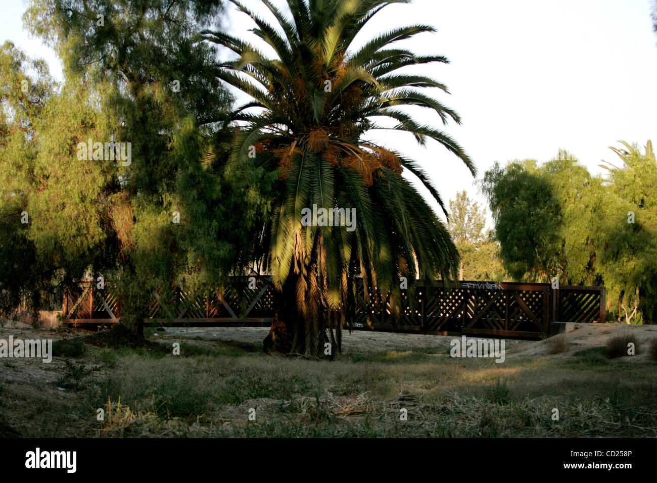 Novembre 19, 2008 Spring Valley, CA  palm arbres matures et de poivre et un pont à travers un fossé à sec sont certaines des caractéristiques de la zones non développées de Lamar Street Park à Spring Valley. Laura Embry/San Diego Union-Tribune/Zuma Press, San Diego Union-Tribune copyright 2007 Banque D'Images