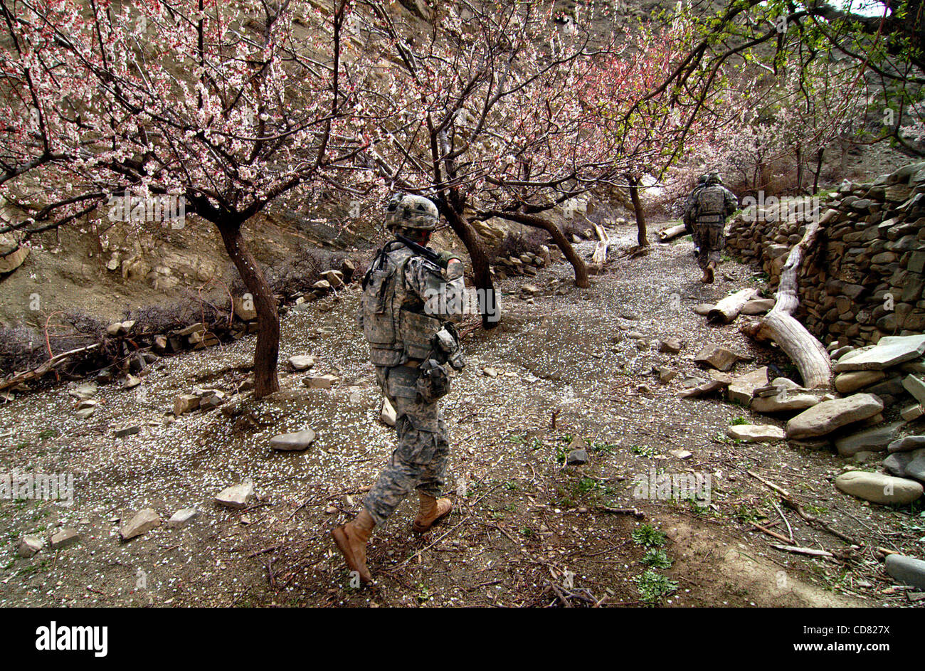 07 avril 2008 - La province de Paktya, Afghanistan - Des soldats de la Compagnie Charlie, 1-61 Cavalry, 4e Brigade Combat Team, la 101e Division aéroportée, marcher sous les arbres en fleurs lors d'une patrouille dans l'Est de l'Afghanistan. (Crédit Image : © Paul Avallone/ZUMA Press) Banque D'Images