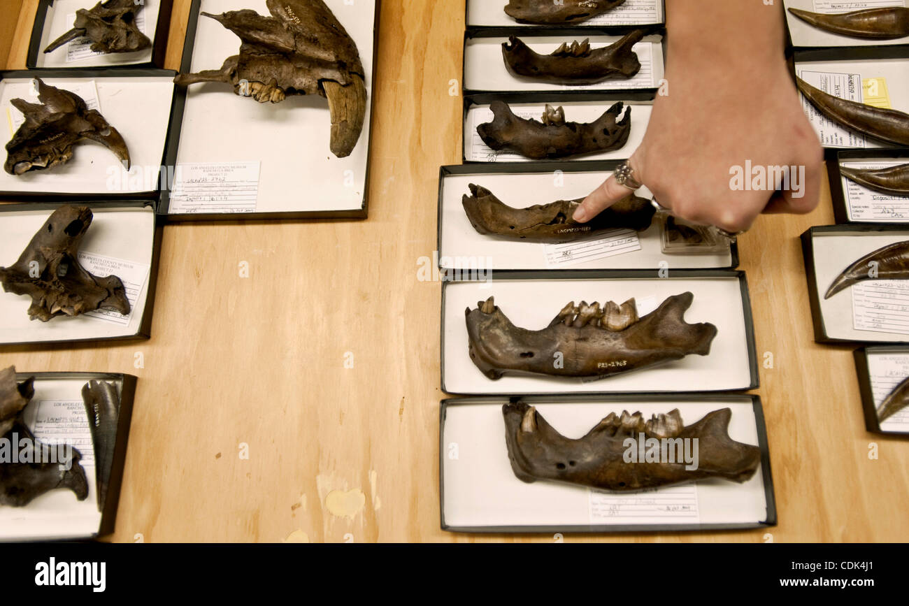 Mar. 09, 2011 - Los Angeles, Californie, USA - Bénévole Nola Milner points à des fragments de crâne et os de la mâchoire inférieure de Smilodon fatalis, chats à dents de sabre, pendant une tournée médiatique de la page Musée. Travaux d'excavation est actuellement en cours sur le projet '23', un grand cache de déterré récemment fo Banque D'Images Mar. 09, 2011 - Los Angeles, Californie, USA - Bénévole Nola Milner points à des fragments de crâne et os de la mâchoire inférieure de Smilodon fatalis, chats à dents de sabre, pendant une tournée médiatique de la page Musée. Travaux d'excavation est actuellement en cours sur le projet '23', un grand cache de déterré récemment fo Banque D'Images