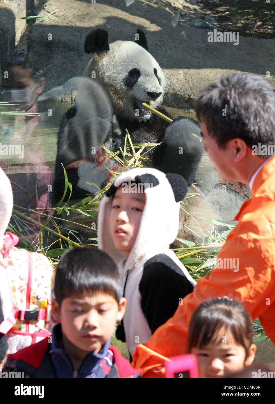 Le 1er avril 2011 - Tokyo, Japon - Shin Shin, une femelle panda qui est venu de la Chine est ouverte au public pour la première fois au Zoo de Ueno à Tokyo, Japon. Deux pandas de Chine a fait une apparition au zoo. (Crédit Image : © Junko Kimura/Jana Press/ZUMAPRESS.com) Banque D'Images