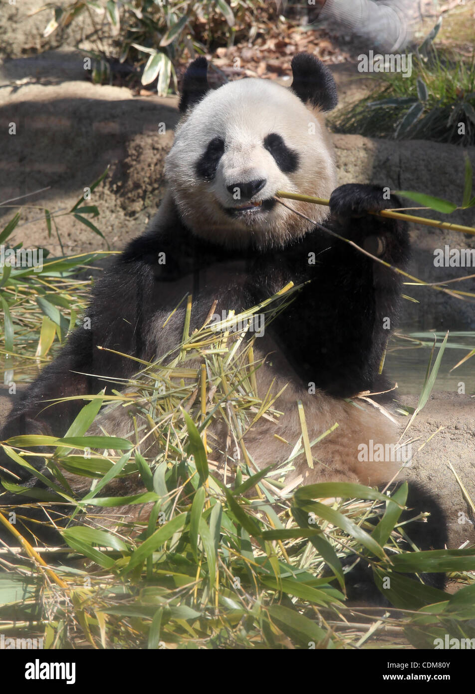 Le 1er avril 2011 - Tokyo, Japon - Shin Shin, une femelle panda qui est venu de la Chine est ouverte au public pour la première fois au Zoo de Ueno à Tokyo, Japon. Deux pandas de Chine a fait une apparition au zoo. (Crédit Image : © Junko Kimura/Jana Press/ZUMAPRESS.com) Banque D'Images