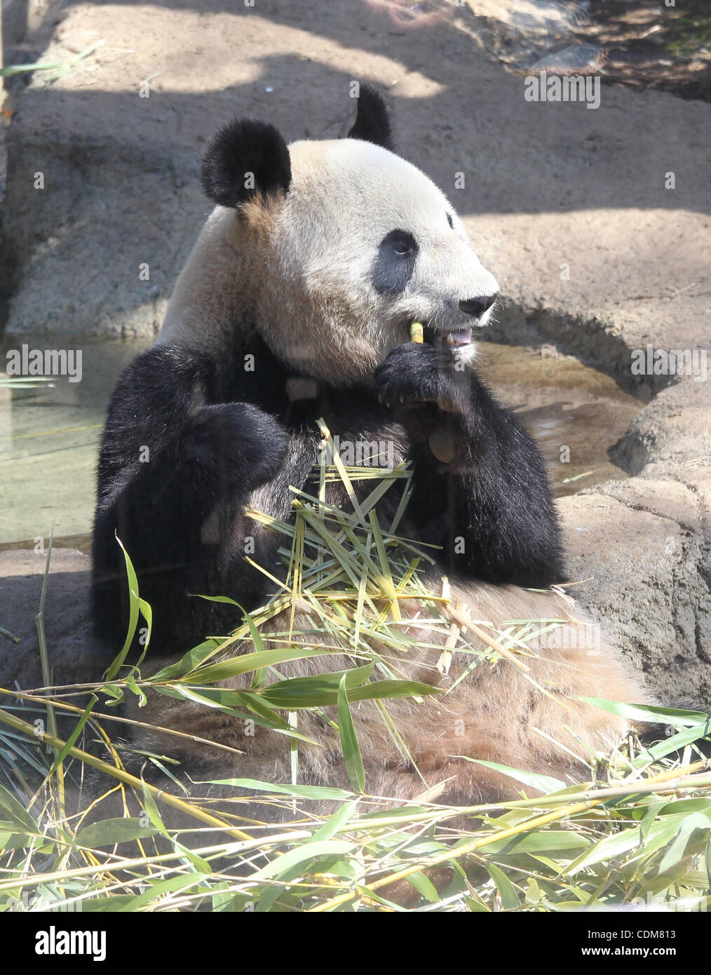 Le 1er avril 2011 - Tokyo, Japon - Shin Shin, une femelle panda qui est venu de la Chine est ouverte au public pour la première fois au Zoo de Ueno à Tokyo, Japon. Deux pandas de Chine a fait une apparition au zoo. (Crédit Image : © Junko Kimura/Jana Press/ZUMAPRESS.com) Banque D'Images