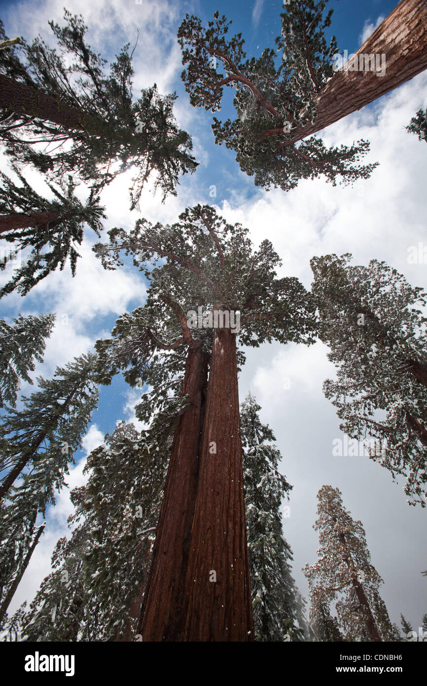 Le Sequoia Forest Trail traverse la Mariposa Grove dans le Parc National de Yosemite et est bordée de près de 500 Séquoias Géants. Banque D'Images