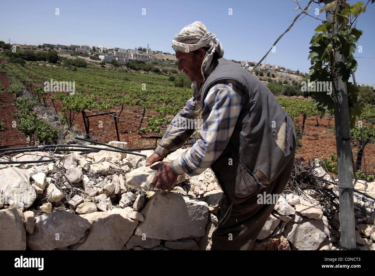 24 mai 2011 - Hébron, en Cisjordanie, territoire palestinien - Un agriculteur palestinien travaille dans sa ferme près de Kharsina le peuplement en Cisjordanie. Discours de la semaine dernière par le président Obama a dit qu'un État palestinien doit être créé sur la base des frontières qui existaient avant la guerre des Six Jours. Il banne Banque D'Images