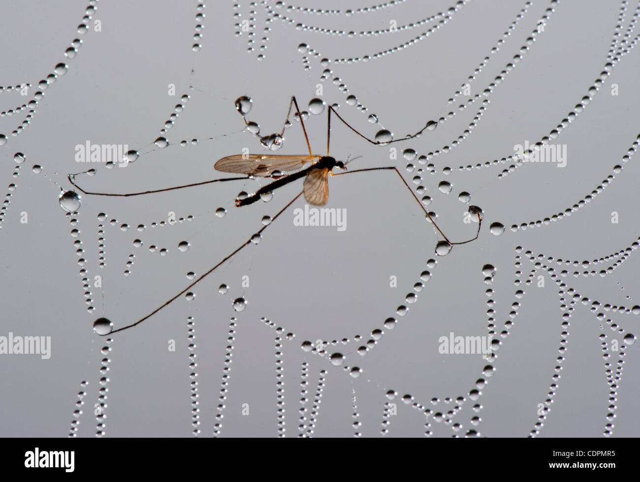 2 juillet 2011 - Oakland, Oregon, États-Unis - Une grue voler les luttes pour la liberté dans une rosée dos couché sur une ferme près d'Oakland. La tipule est également appelé le moustique hawk. (Crédit Image : © Loznak ZUMAPRESS.com)/Robin Banque D'Images