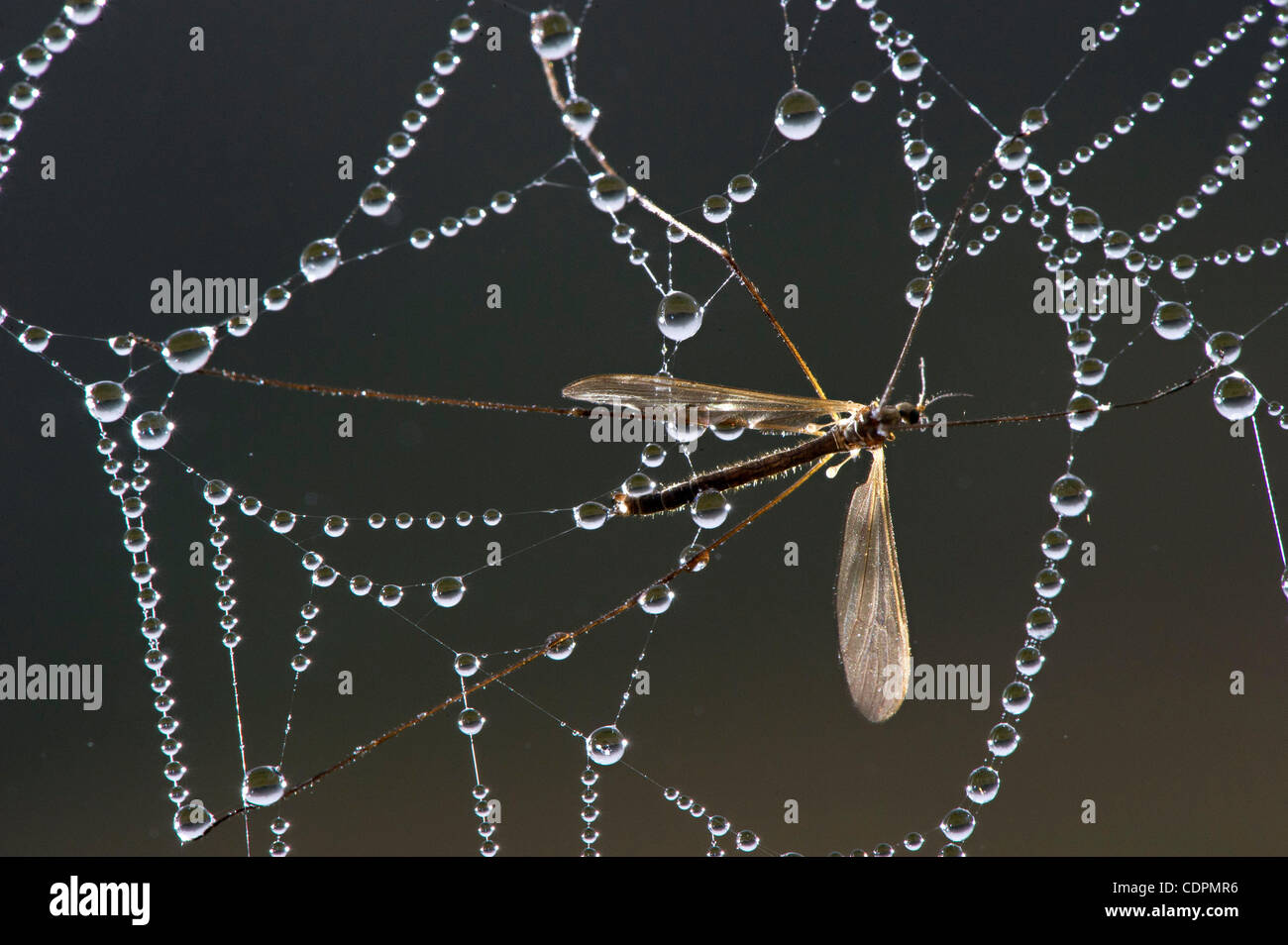 2 juillet 2011 - Oakland, Oregon, États-Unis - Une grue voler les luttes pour la liberté dans une rosée dos couché sur une ferme près d'Oakland. La tipule est également appelé le moustique hawk. (Crédit Image : © Loznak ZUMAPRESS.com)/Robin Banque D'Images