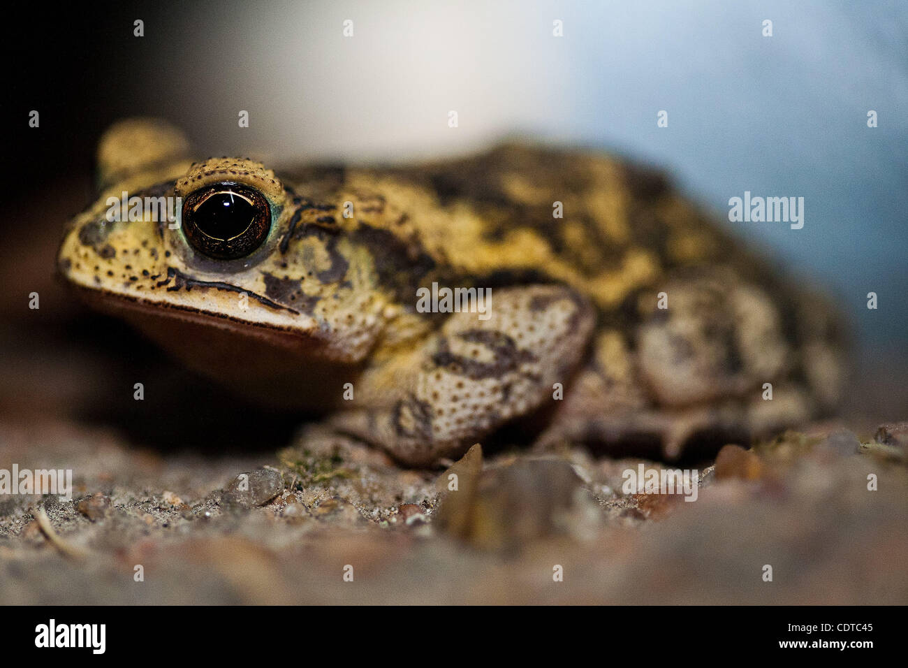 1 juin 2011 - Houston, Texas, États-Unis - Crapaud Woodhouse est assis sur le bord d'une porte de garage la nuit. (Crédit Image : © Juan DeLeon/global/ZUMAPRESS.com) Southcreek Banque D'Images