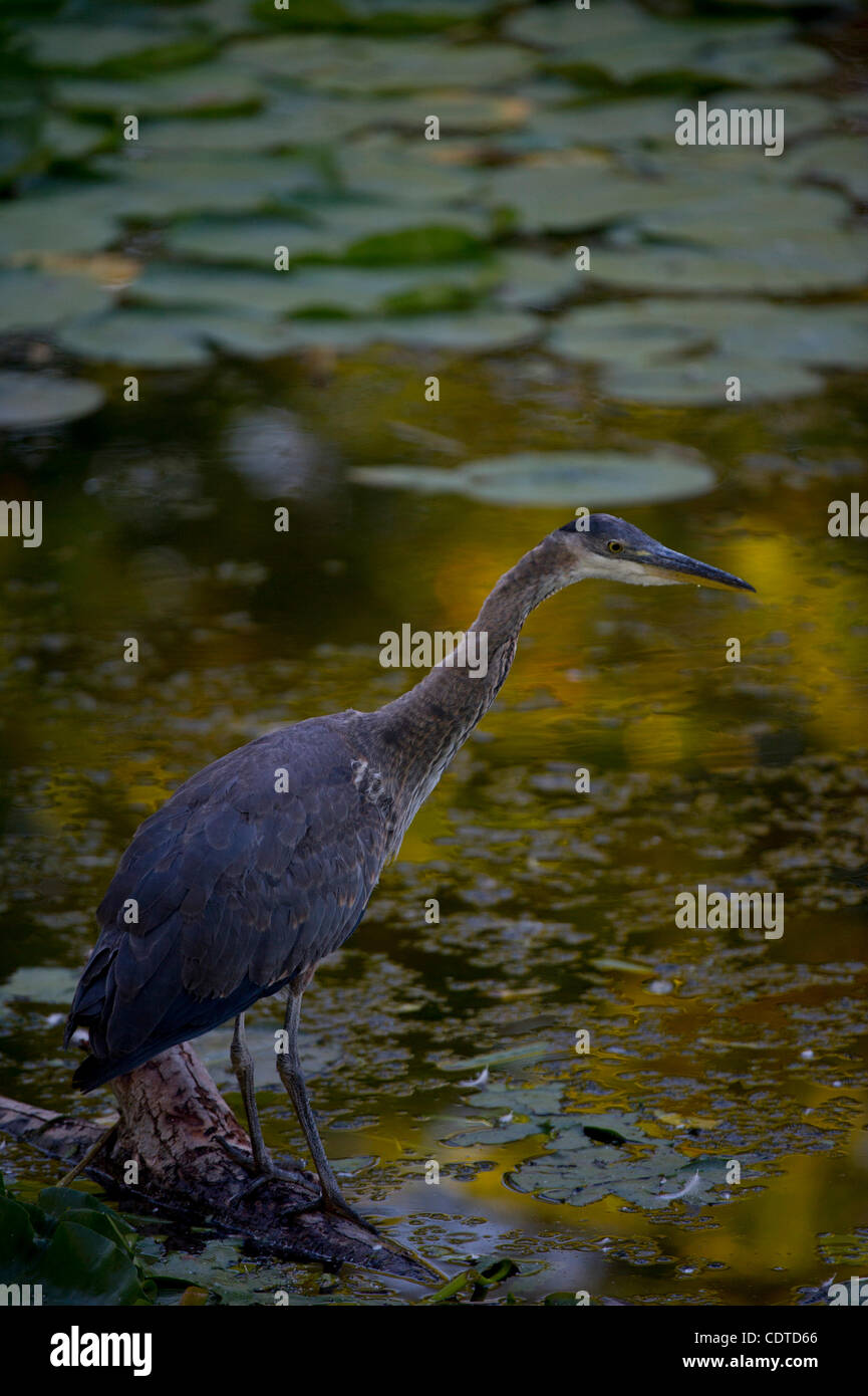 Juvenile great blue heron Banque de photographies et d'images à haute  résolution - Alamy