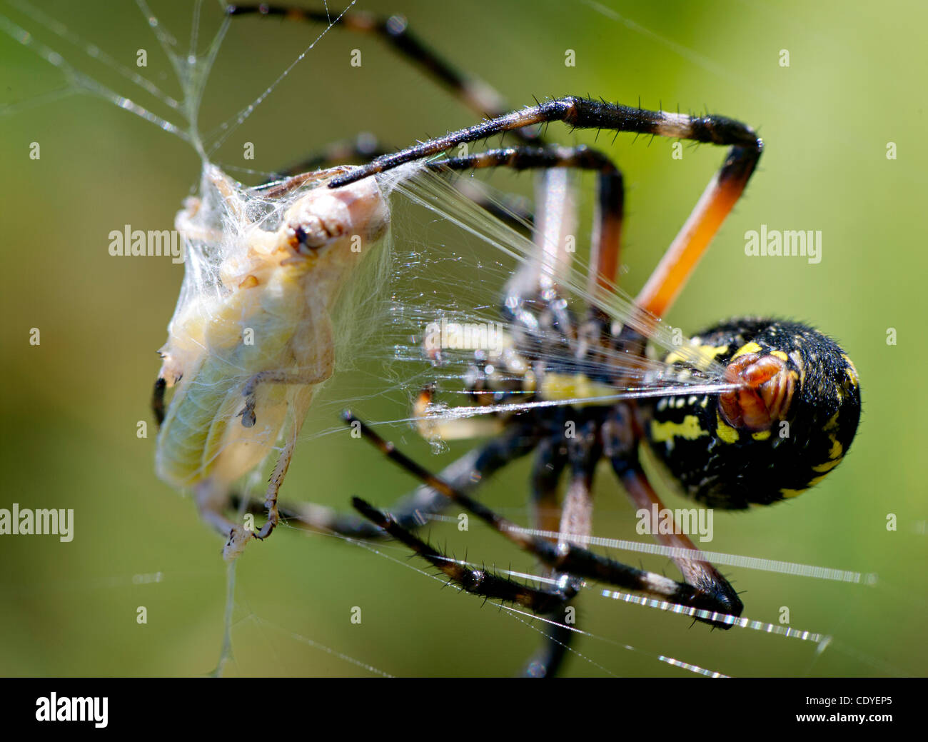 3 août 2011 - Roseburg, Oregon, États-Unis - un grand jardin jaune et noir spider wraps une sauterelle en soie après paralyse avec une injection de venin dans un champ sur une colline près de Roseburg. (Crédit Image : © Loznak ZUMAPRESS.com)/Robin Banque D'Images