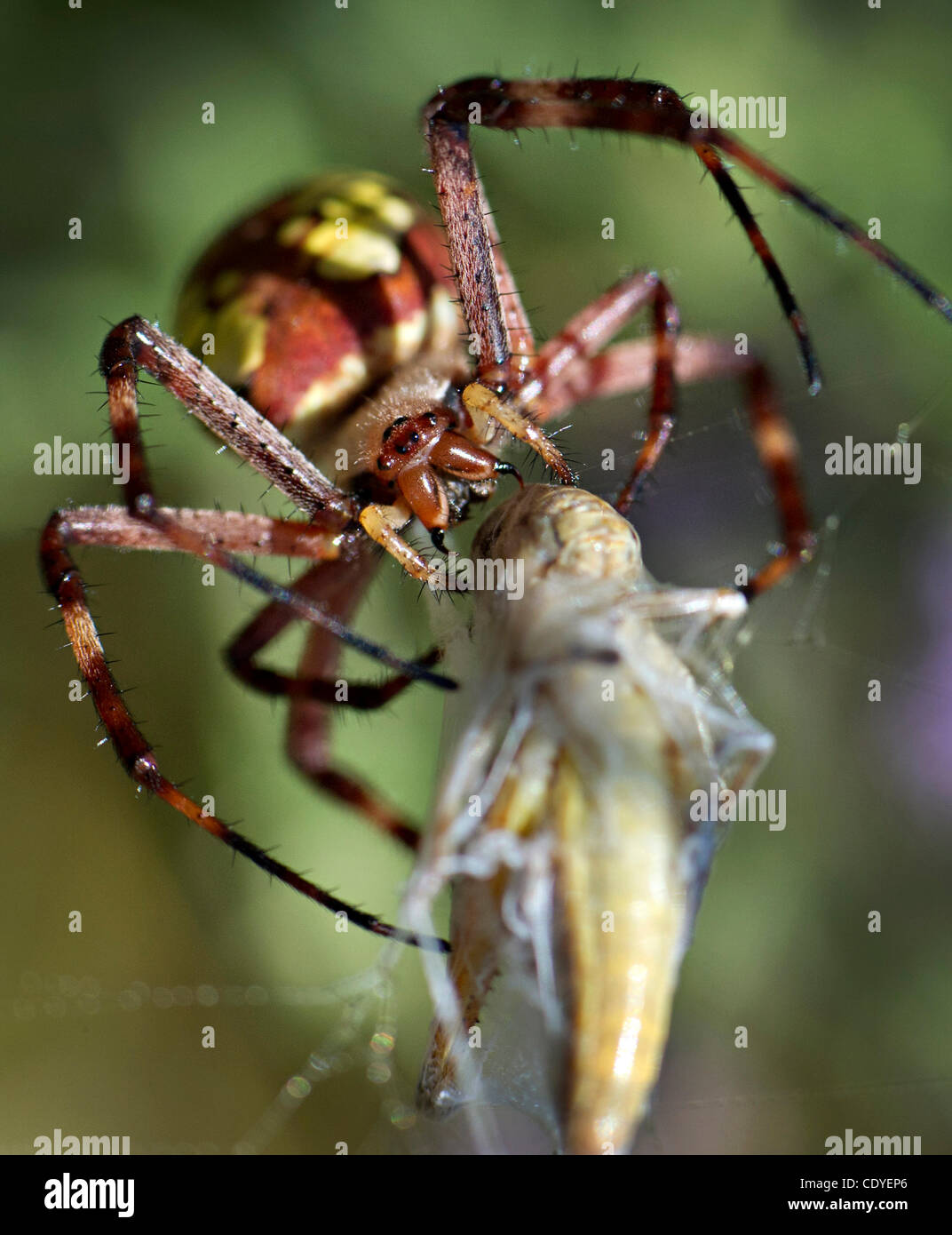 3 août 2011 - Roseburg, Oregon, États-Unis - un grand noir et jaune jardin araignée paralyse une sauterelle avec une injection de venin dans un champ sur une colline près de Roseburg. (Crédit Image : © Loznak ZUMAPRESS.com)/Robin Banque D'Images