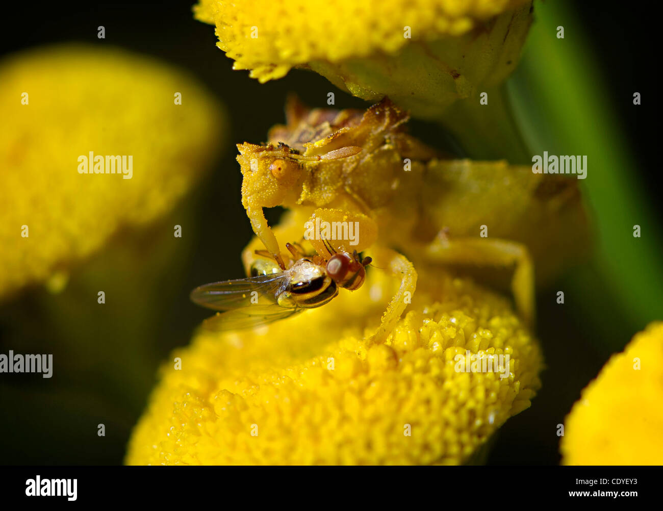 24 août 2011 - Roseburg, Oregon, États-Unis - une embuscade bug utilise son bec tubulaire rostellum, ou, à l'alimentation sur le corps des liquides organiques d'une petite mouche bien que perché sur une fleur sauvage poussant dans un parc de la ville de Roseburg. L'ambush bug a les pattes de devant qui ressemblent à des pattes avant de la mante religieuse, et est connu à tak Banque D'Images