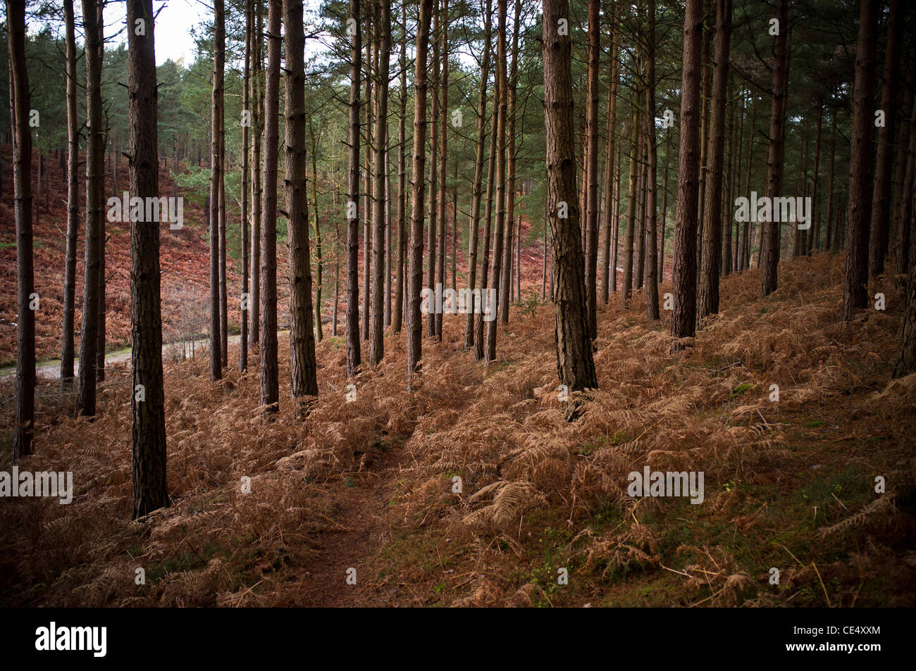 Forestiers gérés sur Holmbury Hill, Surrey Banque D'Images