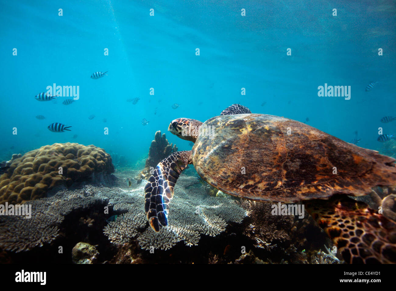 Vue sous-marine d'une tortue verte (Chelonia mydas) nager au-dessus de la barrière de corail dans les eaux de Nosy Komba. Madagascar, l'Afrique. Banque D'Images