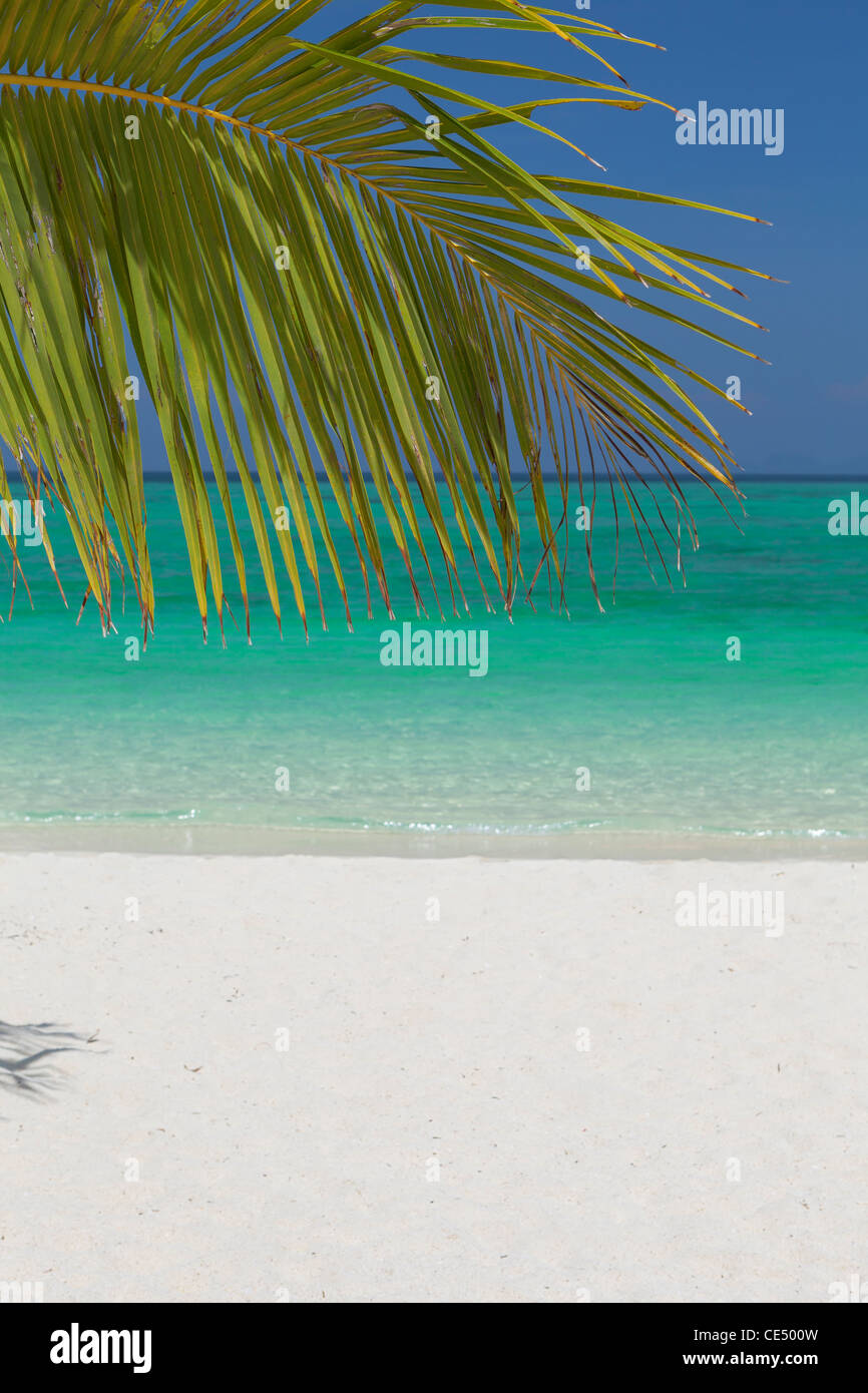 Palmier sur la plage de sable blanc Banque de photographies et d’images ...