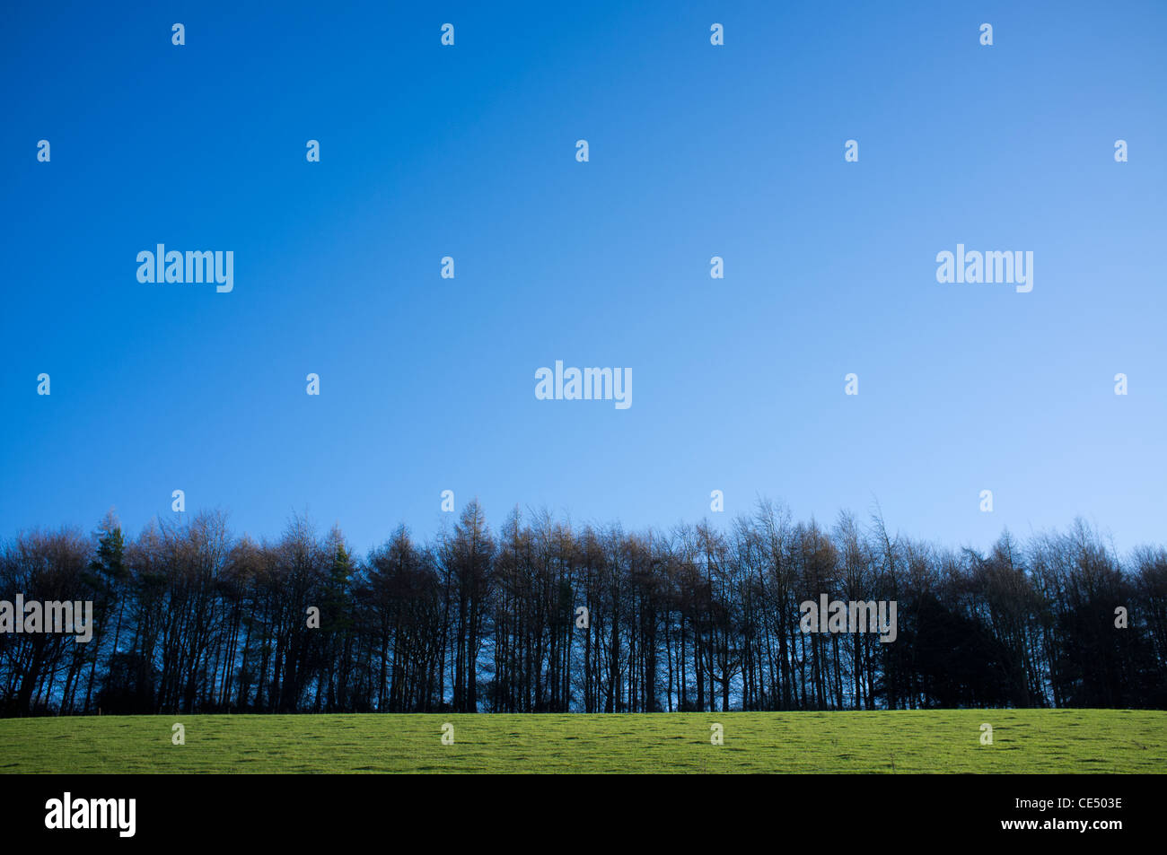 Au-dessus d'une rangée d'arbres a déposé sur Ranmore Common, Surrey Banque D'Images