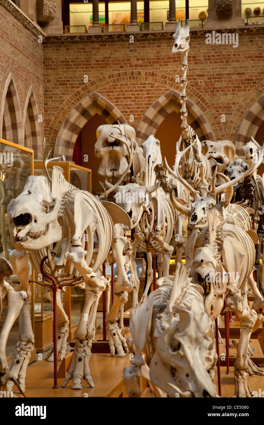 Des squelettes de dinosaure à l'University Museum of Natural History, Oxford, Angleterre Banque D'Images