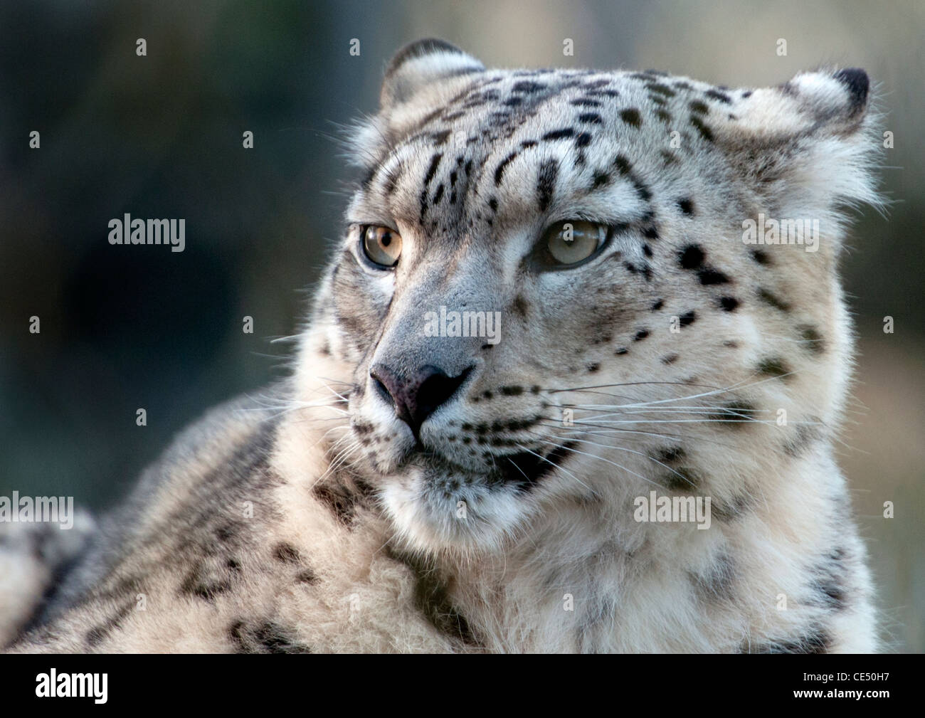 Femme snow leopard (close-up) Banque D'Images