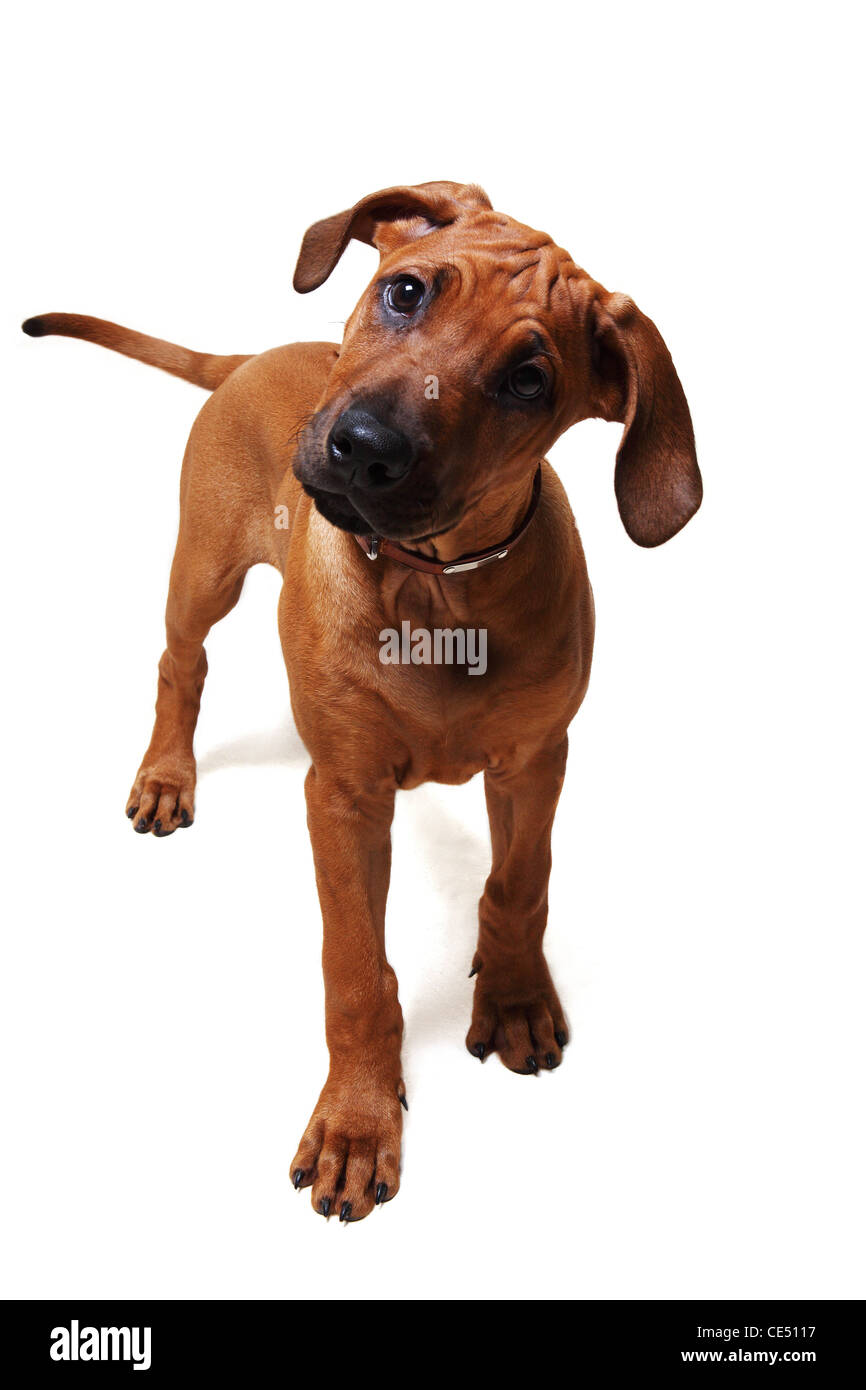 Un Rhodesian Ridgeback puppy standing Banque D'Images