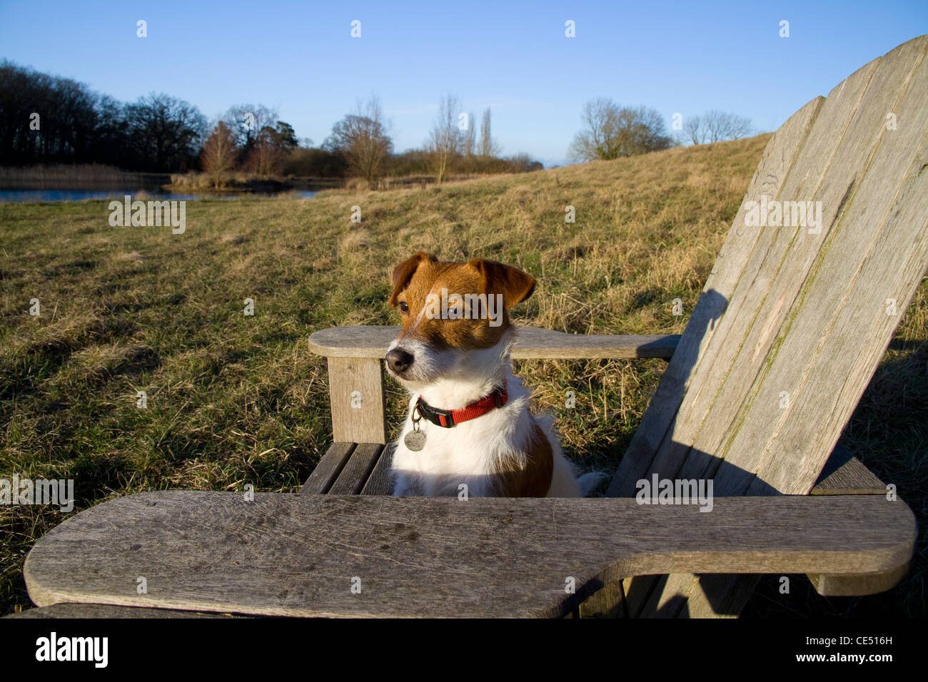 Un mignon Parsons Russell Terrier est assis sur une chaise en bois en plein air lumineux soleil de l'après-midi à la recherche vers le soleil Banque D'Images