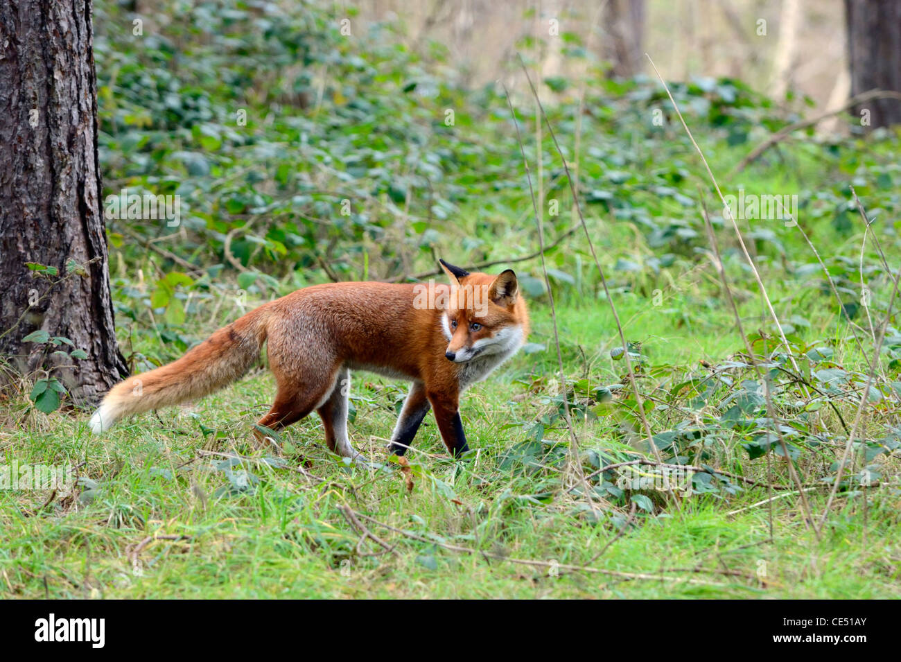 Le renard roux (Vulpes vulpes) Banque D'Images
