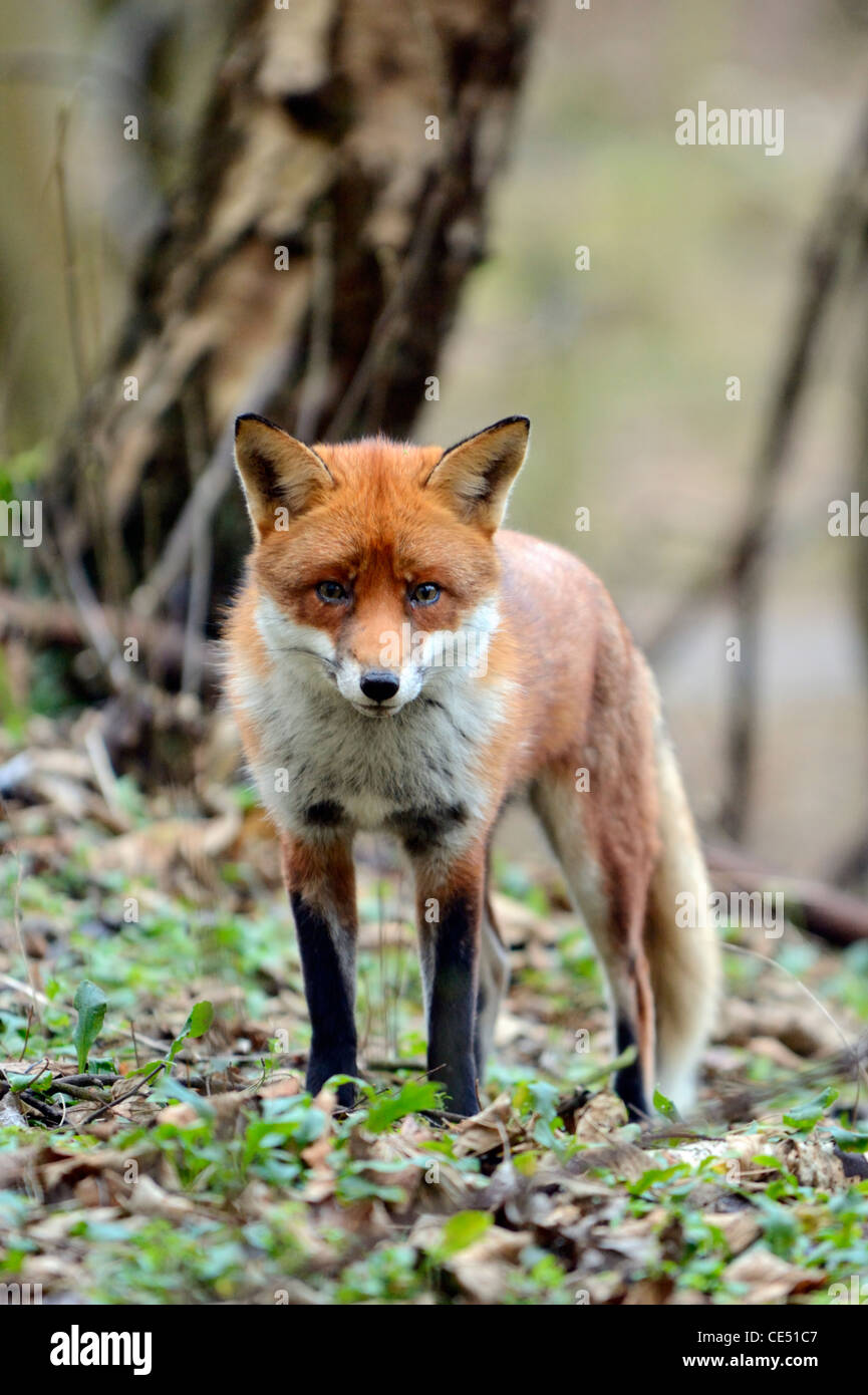 Le renard roux (Vulpes vulpes) Banque D'Images