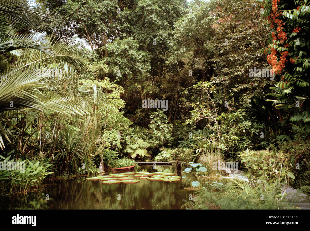 Le Jardin Botanique Jardins d'épices dans l'île de Penang en Malaisie en Extrême-Orient Asie du sud-est. Voyage du Monde Naturel Nature Banque D'Images