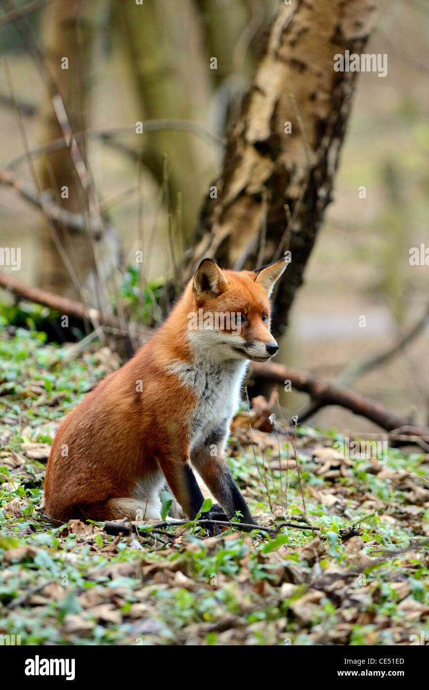 Le renard roux (Vulpes vulpes) Banque D'Images