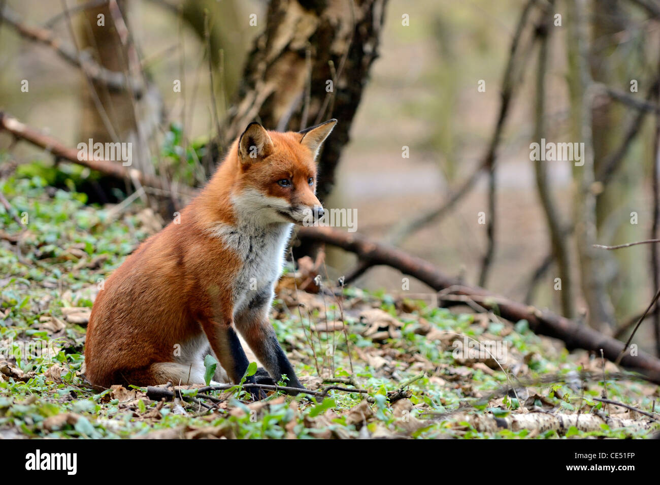 Le renard roux (Vulpes vulpes) Banque D'Images