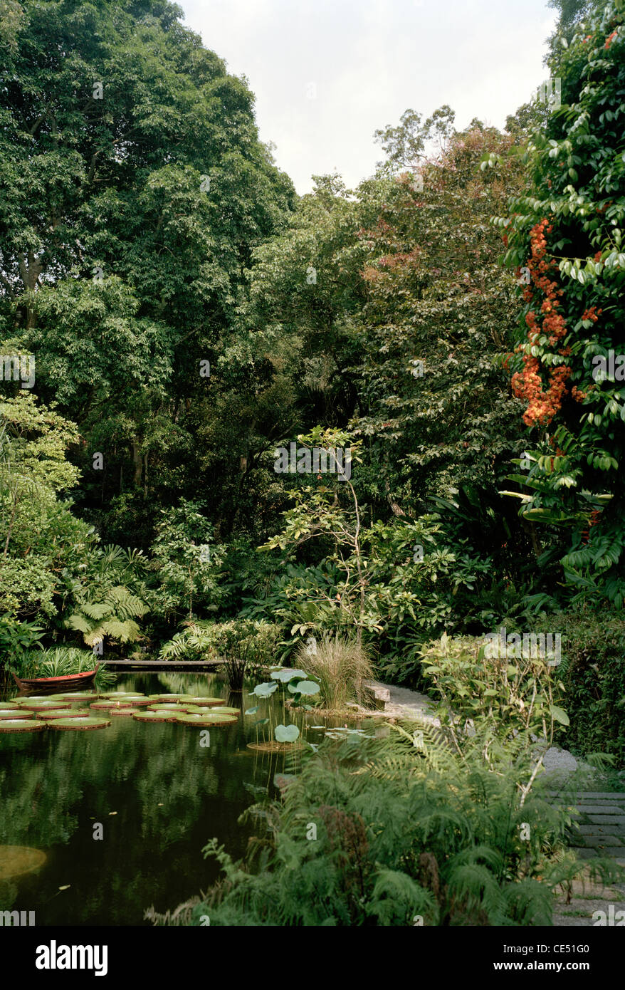Le Jardin Botanique Jardins d'épices dans l'île de Penang en Malaisie en Extrême-Orient Asie du sud-est. Voyage du Monde Naturel Nature Banque D'Images