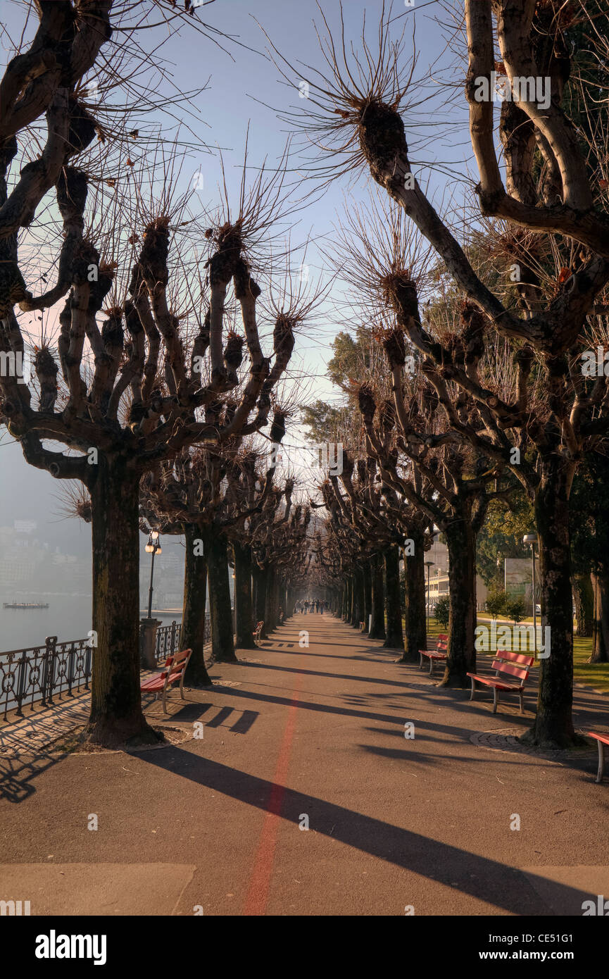 Waterfront de Lugano, Tessin, Suisse, le lac de Lugano le long hiver avec platanes. Banque D'Images