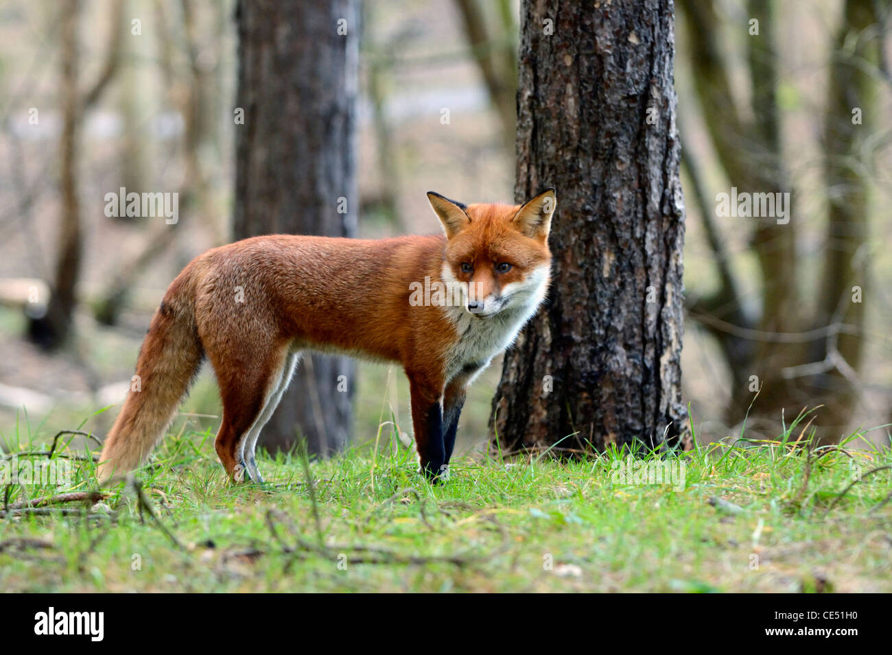 Le renard roux (Vulpes vulpes) Banque D'Images