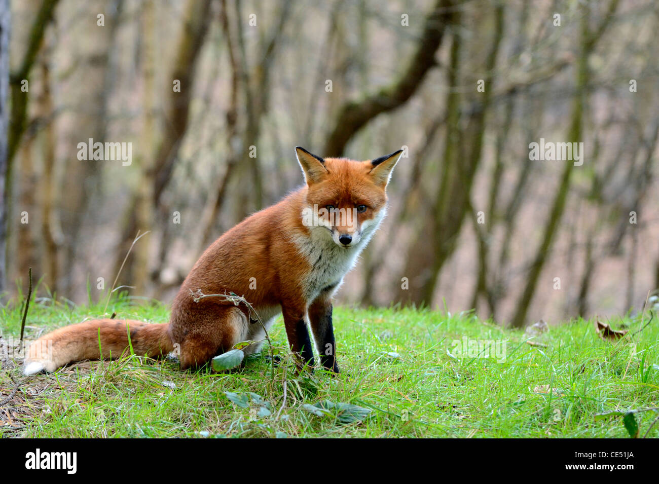 Le renard roux (Vulpes vulpes) Banque D'Images