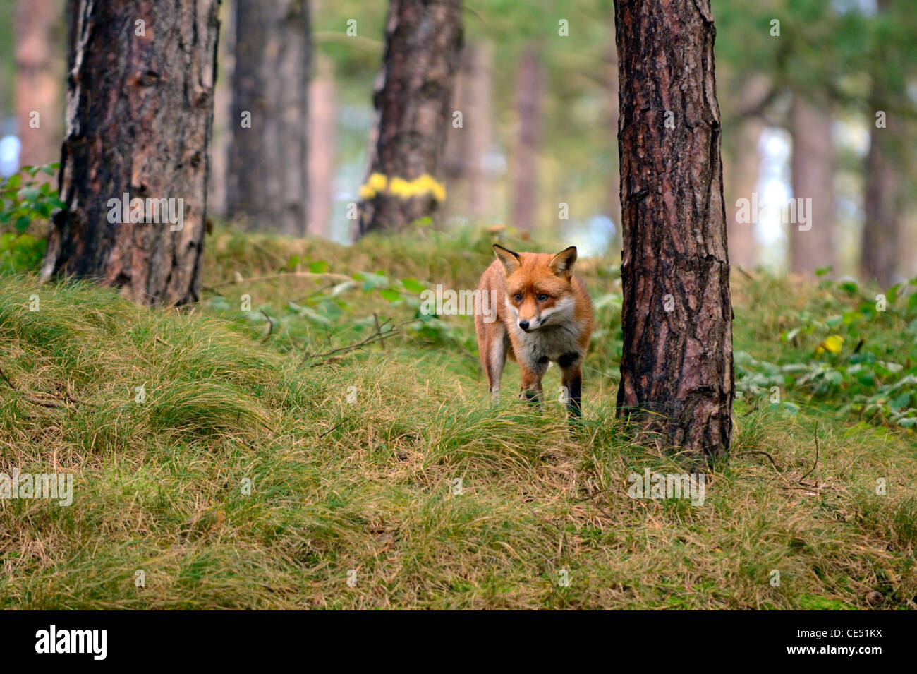 Le renard roux (Vulpes vulpes) Banque D'Images