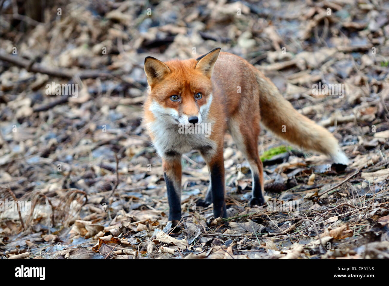 Le renard roux (Vulpes vulpes) Banque D'Images