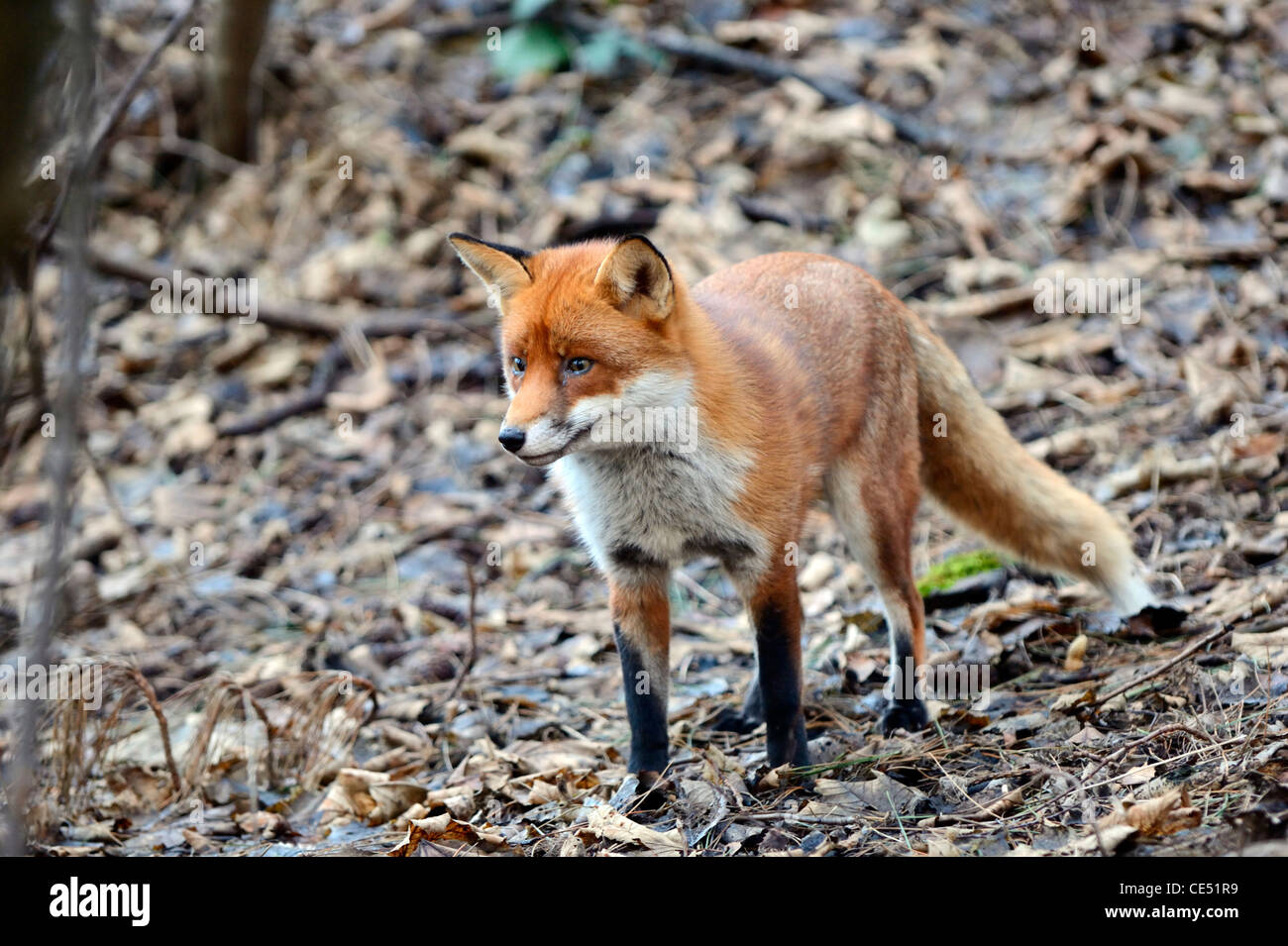 Le renard roux (Vulpes vulpes) Banque D'Images