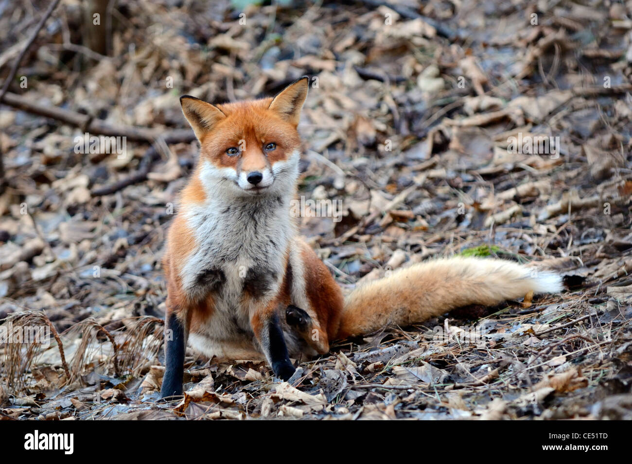 Le renard roux (Vulpes vulpes) Banque D'Images